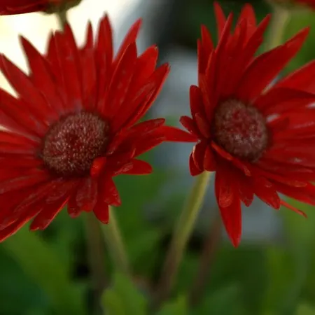 Restaurant Castellane