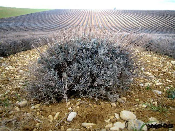 Hotel Restaurant Castellane Gréoux-les-Bains