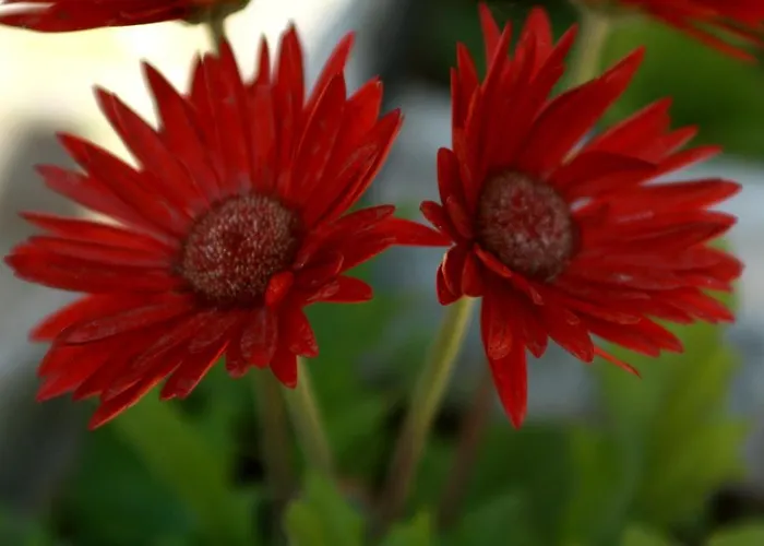Restaurant Castellane